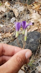 Brodiaea rosea rosea
