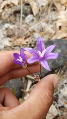 Brodiaea rosea rosea