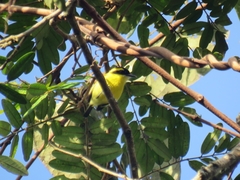 Todirostrum chrysocrotaphum