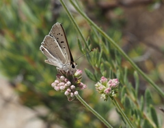 Tharsalea xanthoides