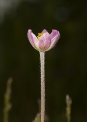 Anemone multifida