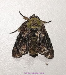 Drobeta
