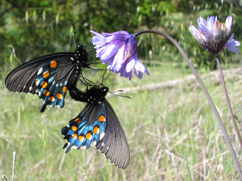 Pipevine Swallowtail, photo 3 of 7