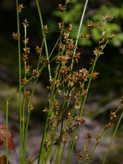 Carex seorsa