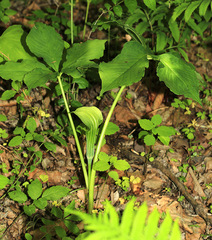 Arisaema amurense