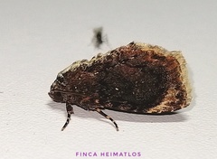 Drobeta