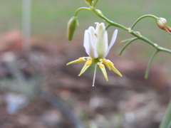 Dianella caerulea producta