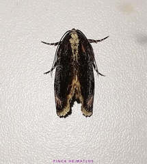 Drobeta