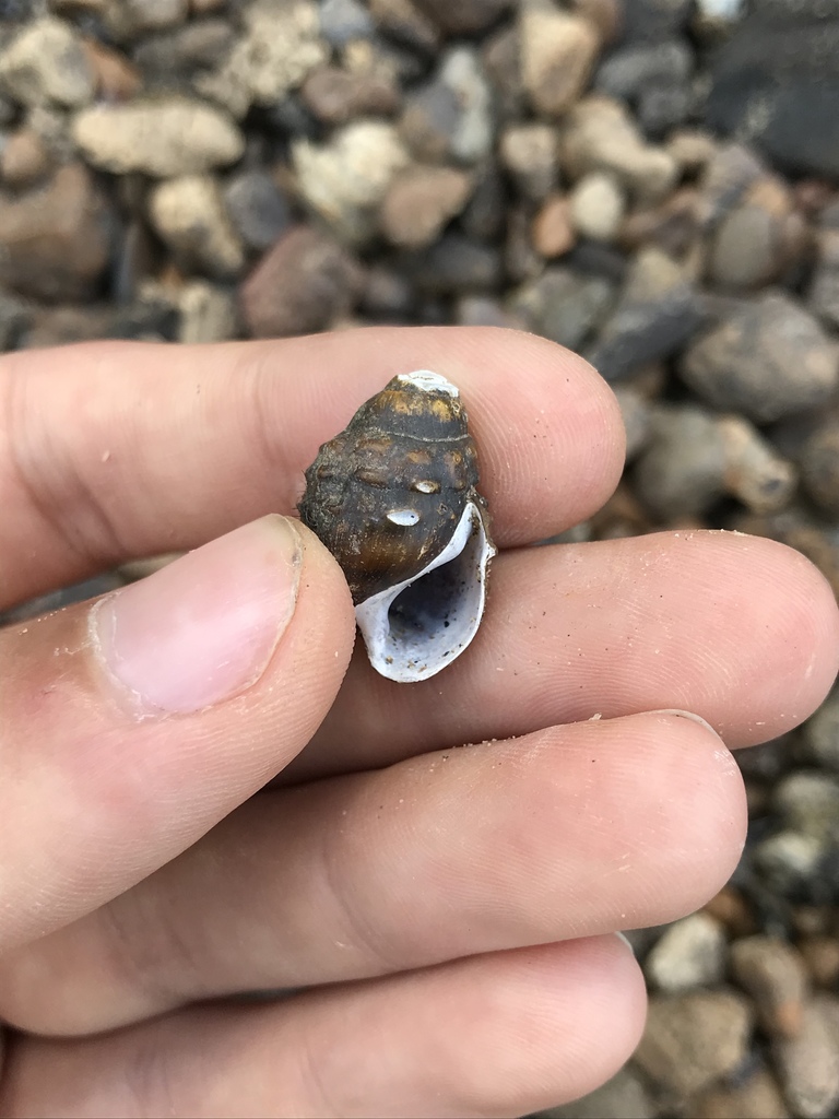 Varicose Rocksnail