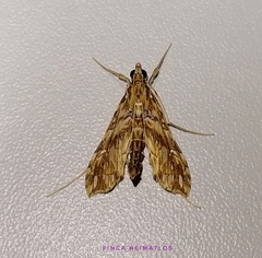 Rhectosemia