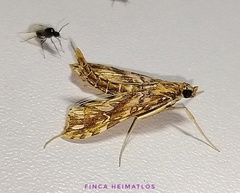 Rhectosemia