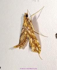 Rhectosemia