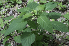 Collinsonia canadensis