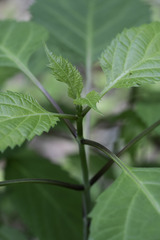 Collinsonia canadensis