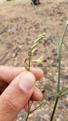 Astragalus inversus