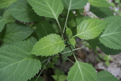 Collinsonia canadensis