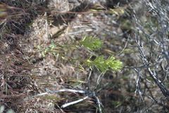 Orthocarpus luteus
