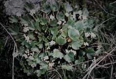 Dichosciadium ranunculaceum