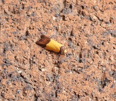Heteroteucha kershawi
