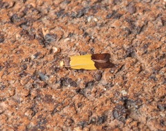 Heteroteucha kershawi