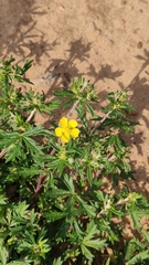 Potentilla argentea
