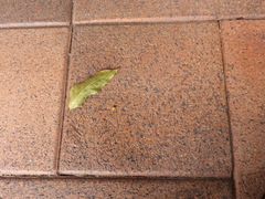 Heteroteucha kershawi