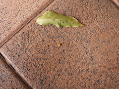 Heteroteucha kershawi