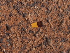 Heteroteucha kershawi