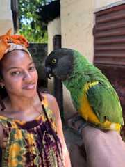 Poicephalus senegalus