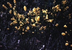 Dillwynia elegans