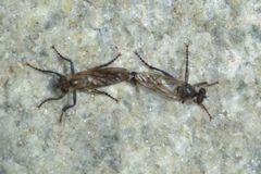 Lasiopogon