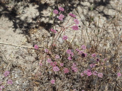 Chorizanthe douglasii