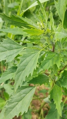Chenopodium album
