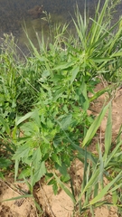 Chenopodium album