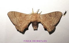 Epia lunilinea