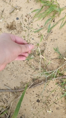 Capsella bursa-pastoris