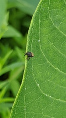 Glyptobaris lecontei