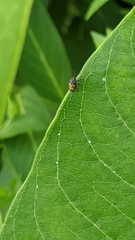 Glyptobaris lecontei