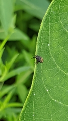 Glyptobaris lecontei