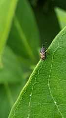 Glyptobaris lecontei