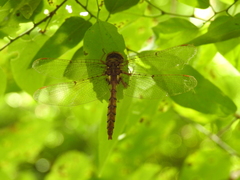 Neurocordulia molesta