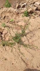 Artemisia campestris