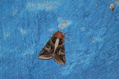 Melipotini