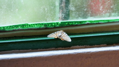 Pityeja histrionaria