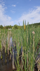 Typha latifolia