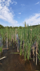 Typha latifolia
