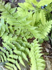 Dennstaedtia punctilobula