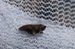 Lepyronia quadrangularis