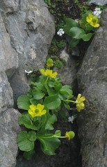 Ranunculus godleyanus