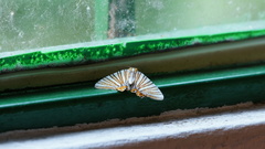 Pityeja histrionaria